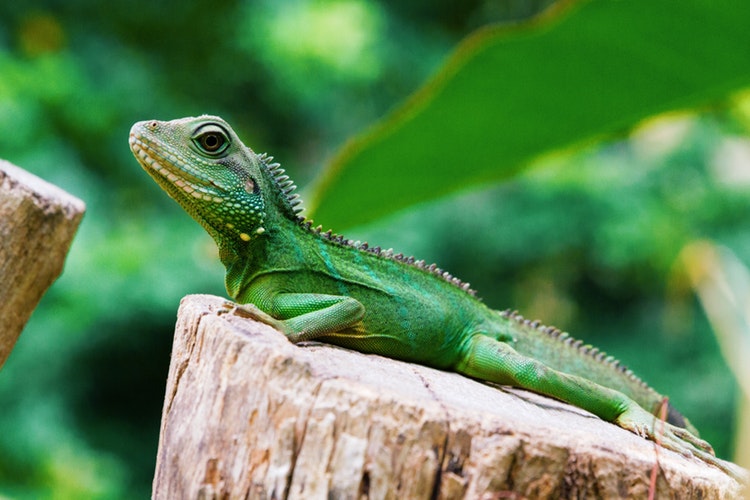 Foto Iguana